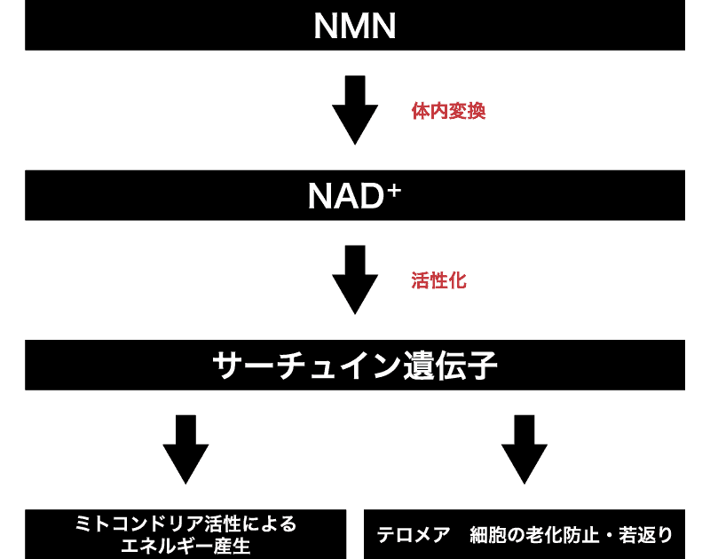 体内でのNMNの変換図